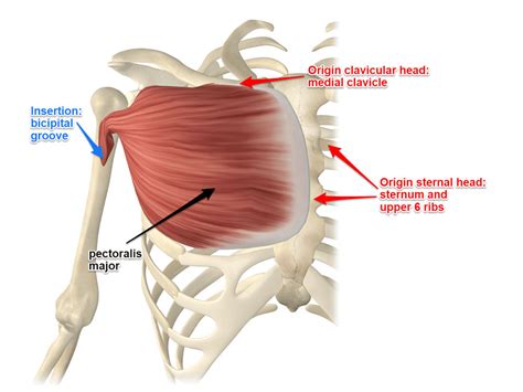 pectoralis major anatomy